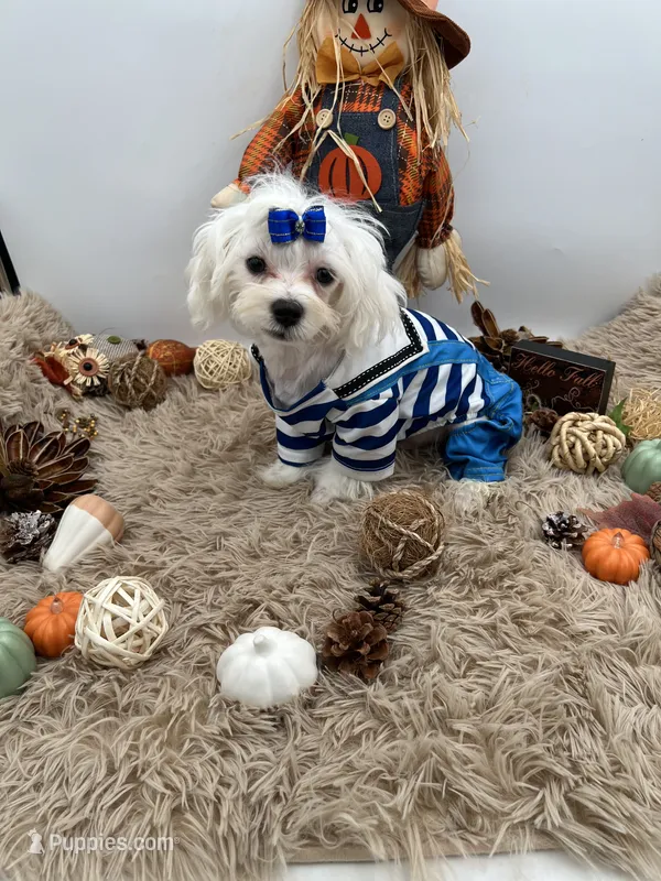 Little Max the Korean Maltese – Maltese puppy for sale in Hillsboro, TN