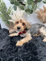 AKC Sham the Yorkie, a male Yorkshire Terrier for sale in Hillsboro, TN – 2 of 10