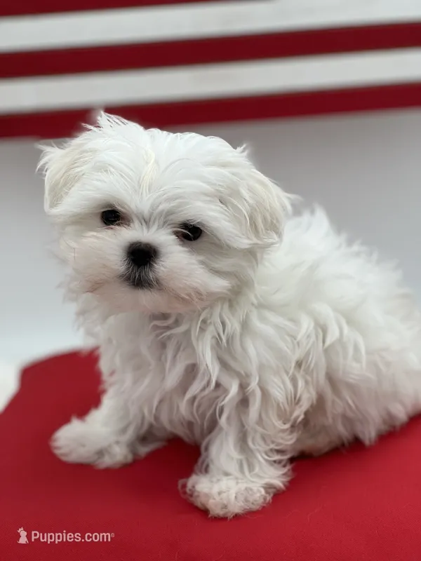 Everett the Korean Maltese – Maltese puppy for sale in Manchester, TN