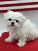 AKC Everett the Korean Maltese, a male Maltese for sale in Manchester, TN – 3 of 10