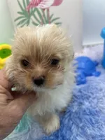Ellie the Golddust Yorkie , a female Yorkshire Terrier for sale in Manchester, TN – 7 of 9