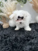 Little Missy the Korean Maltese $3000, a female Maltese for sale in Hillsboro, TN – 2 of 8