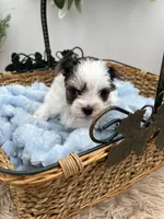 Keith, a male Morkie for sale in Manchester, TN – Photo 4 of 6