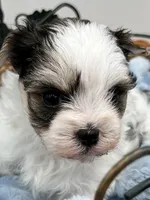 Keith, a male Morkie for sale in Manchester, TN – Photo 1 of 6