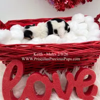 Keith, a male Morkie for sale in Manchester, TN – Photo 6 of 6