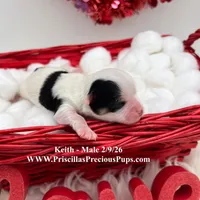 Keith, a male Morkie for sale in Manchester, TN – Photo 5 of 6