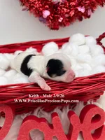 Keith, a male Yorkshire Terrier for sale in Manchester, TN – Photo 1 of 2