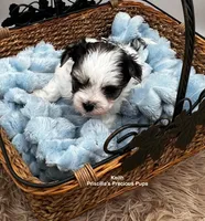 Keith, a male Morkie for sale in Manchester, TN – Photo 3 of 6