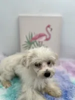 Charlie, a male Morkie for sale in Hillsboro, TN – 3 of 8