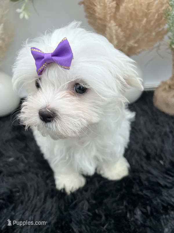 Mia the Korean Maltese $3000 – Maltese puppy for sale in Hillsboro, TN