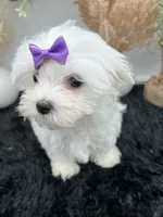 Mia the Korean Maltese $3000, a female Maltese for sale in Hillsboro, TN – 1 of 5