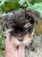 AKC Claire the Yorkie, a female Yorkshire Terrier for sale in Manchester, TN – 5 of 7