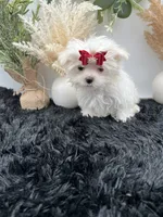 Tiny Milo the Korean teacup Maltese, a male Maltese for sale in Hillsboro, TN – 3 of 6