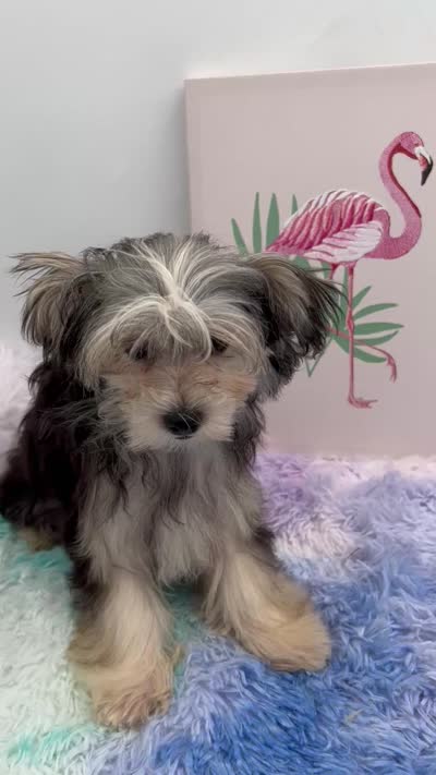 Holly the little Morkie, a female Morkie for sale in Hillsboro, TN – 10 of 10