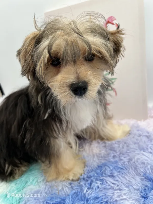 Little Aspen the Morkie – Morkie puppy for sale in Hillsboro, TN