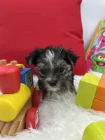 Holly the little Morkie, a female Morkie for sale in Manchester, TN – 4 of 6