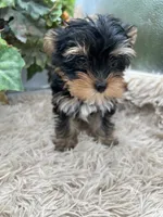 AKC Sugar the European Yorkie, a female Yorkshire Terrier for sale in Manchester, TN – 2 of 7
