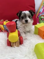 Tiny Rose the Morkie, a female Morkie for sale in Manchester, TN – 1 of 6