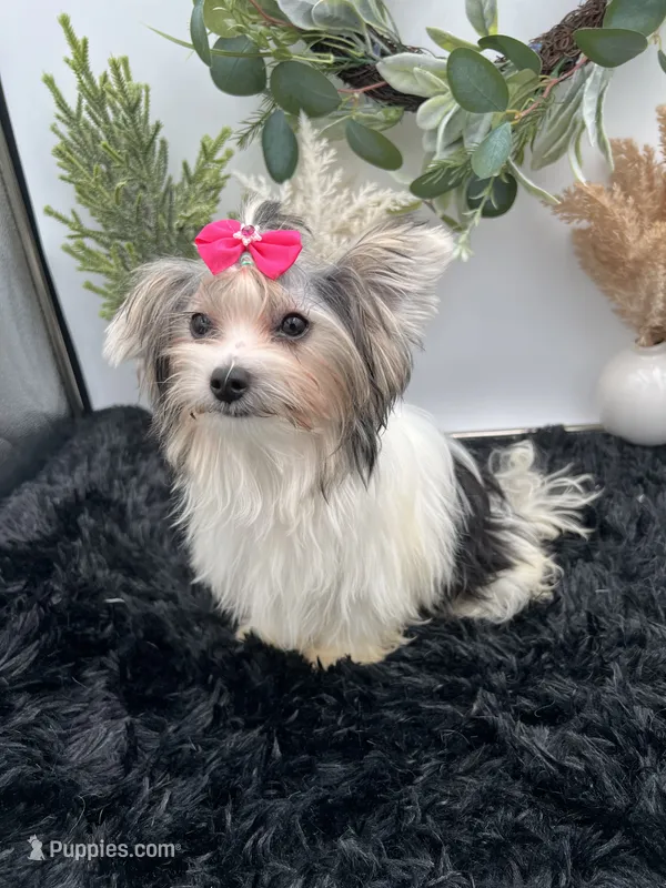 Little Ivy the Morkie – Morkie puppy for sale in Hillsboro, TN