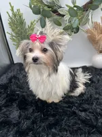 Little Ivy the Morkie, a female Morkie for sale in Hillsboro, TN – 1 of 10