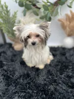 Iris the tiny Morkie, a female Morkie for sale in Hillsboro, TN – 2 of 10