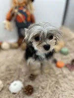 Mick, a male Morkie for sale in Hillsboro, TN – 2 of 10