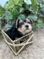 AKC Roc the Yorkie, a male Yorkshire Terrier for sale in Manchester, TN – 2 of 9