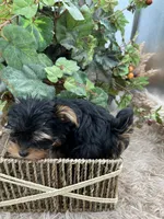 AKC Sugar the European Yorkie, a female Yorkshire Terrier for sale in Manchester, TN – 5 of 7