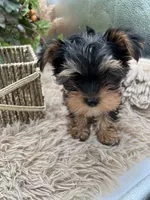 AKC Honey the European Yorkie, a female Yorkshire Terrier for sale in Manchester, TN – 4 of 6