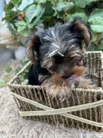 AKC Sham the Yorkie, a male Yorkshire Terrier for sale in Manchester, TN – 2 of 7
