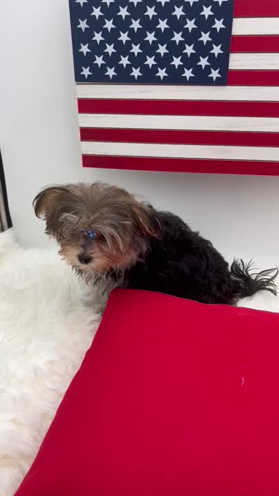 Mick, a male Morkie for sale in Manchester, TN – 10 of 10