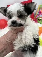 Little Ivy the Morkie, a female Morkie for sale in Manchester, TN – 5 of 6