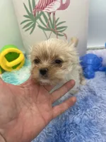 Ellie the Golddust Yorkie , a female Yorkshire Terrier for sale in Manchester, TN – 5 of 9