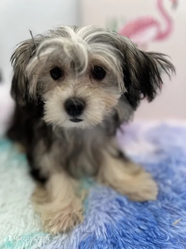 Holly the little Morkie – Morkie puppy for sale in Hillsboro, TN