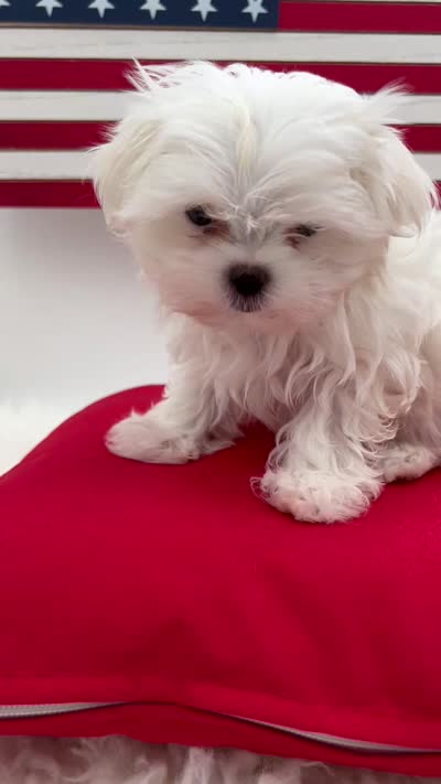 AKC Everett the Korean Maltese, a male Maltese for sale in Manchester, TN – 8 of 10