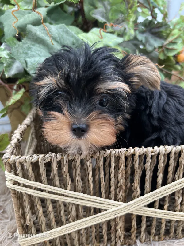 AKC Sugar the European Yorkie – Yorkshire Terrier puppy for sale in Manchester, TN