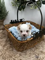 Charlie, a male Morkie for sale in Manchester, TN – Photo 2 of 9