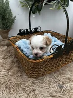 Charlie, a male Morkie for sale in Manchester, TN – Photo 3 of 9