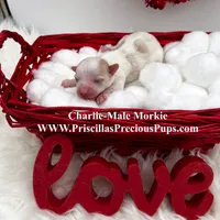 Charlie, a male Morkie for sale in Manchester, TN – Photo 6 of 9