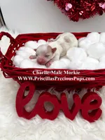 Charlie, a male Morkie for sale in Manchester, TN – Photo 1 of 4