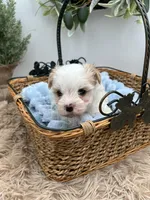 Charlie, a male Morkie for sale in Manchester, TN – Photo 4 of 9