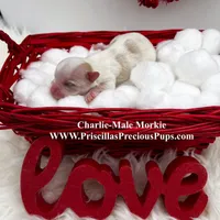 Charlie, a male Morkie for sale in Manchester, TN – Photo 8 of 9