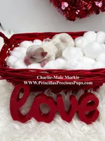 Charlie, a male Morkie for sale in Manchester, TN – Photo 3 of 4