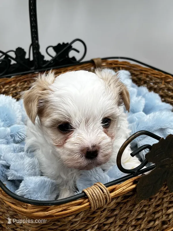 Charlie – Morkie puppy for sale in Manchester, TN