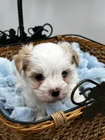Charlie, a male Morkie for sale in Manchester, TN – Photo 1 of 9