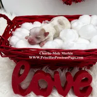 Charlie, a male Morkie for sale in Manchester, TN – Photo 7 of 9