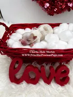 Charlie, a male Morkie for sale in Manchester, TN – Photo 2 of 4