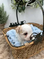 Charlie, a male Morkie for sale in Manchester, TN – Photo 5 of 9