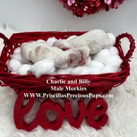 Charlie, a male Morkie for sale in Manchester, TN – Photo 9 of 9