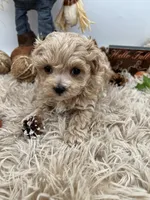 Yang the tiny Maltipoo, a female Maltipoo for sale in Hillsboro, TN – 4 of 10